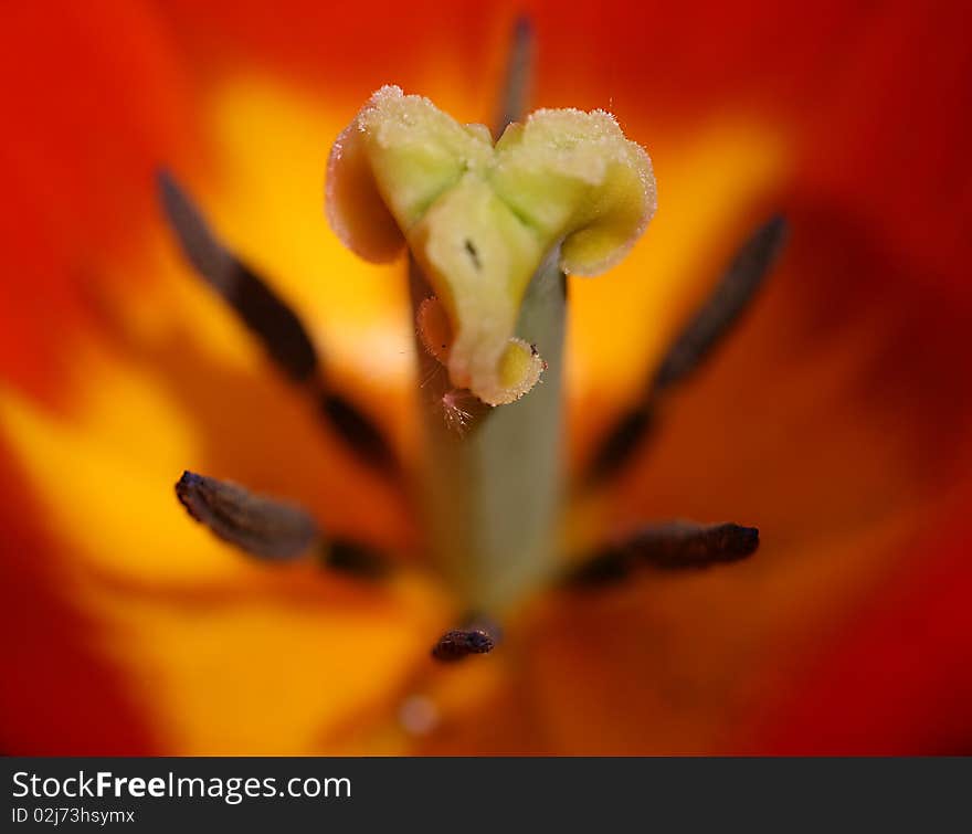 tulip red macro