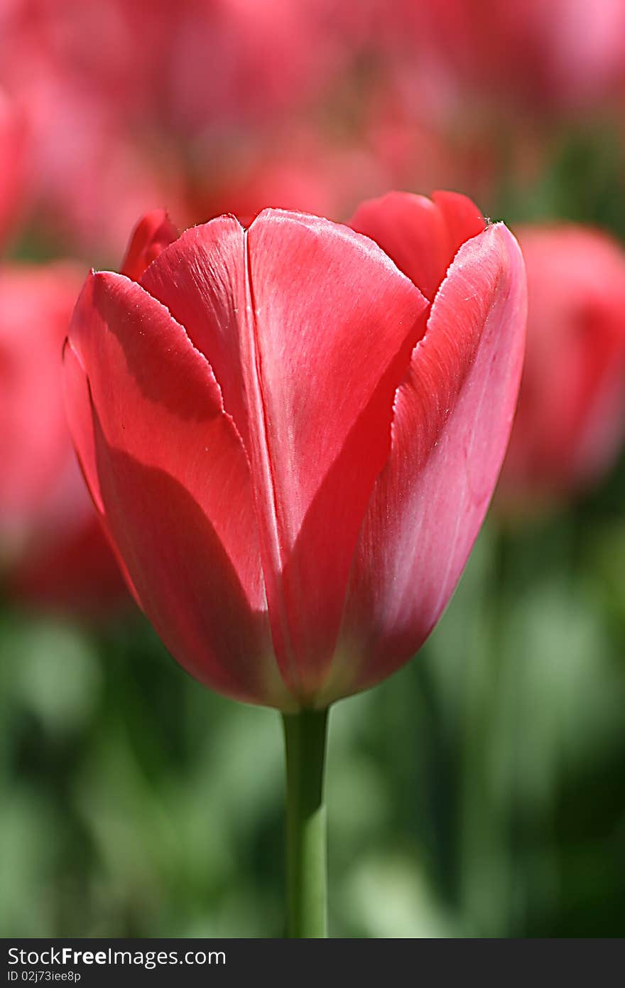 pink tulip