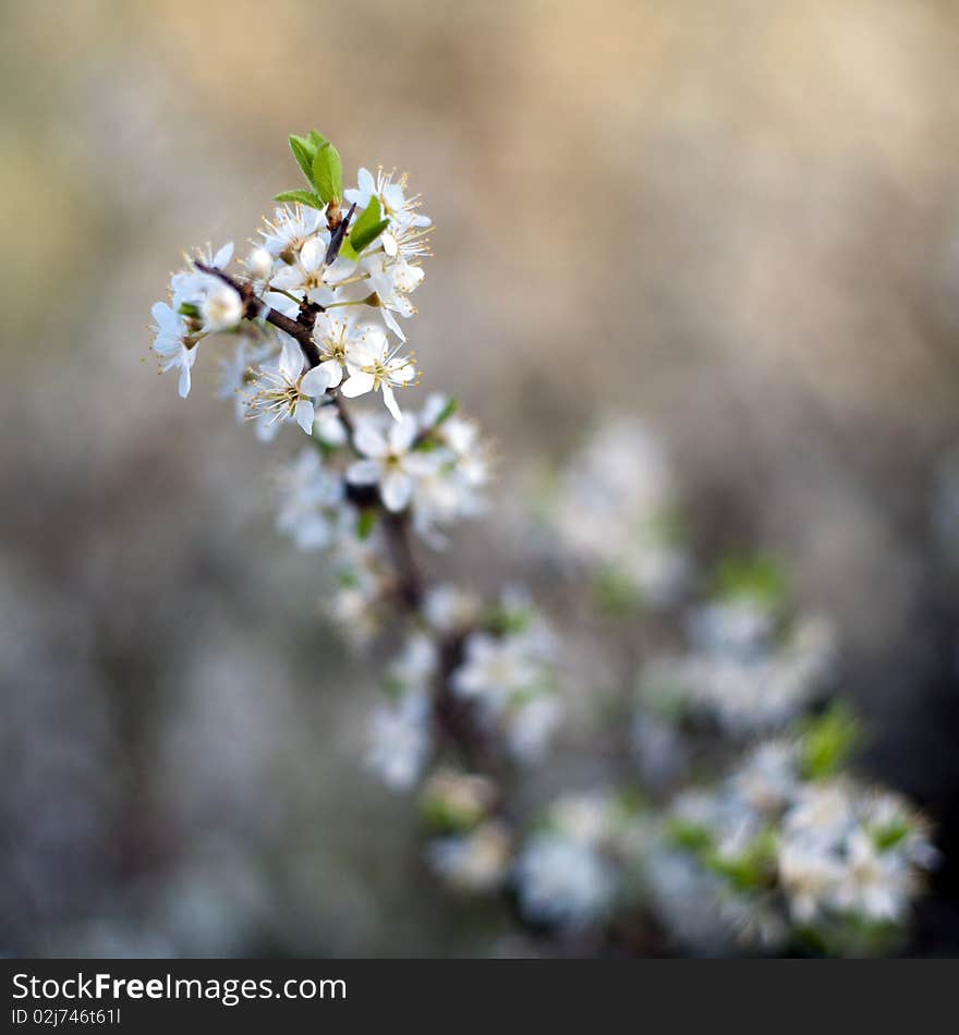 An image of beautiful spring flowers of cherry-tree