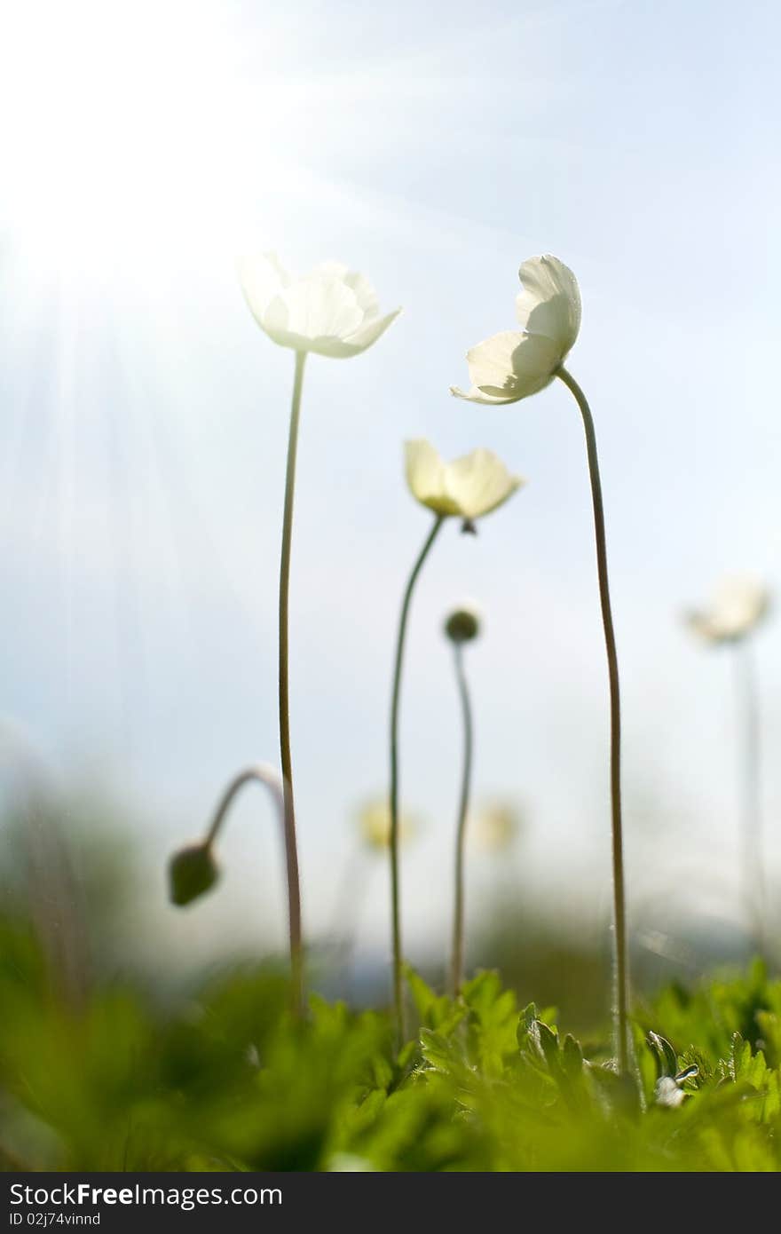 An image of a group of beautiful white flowers