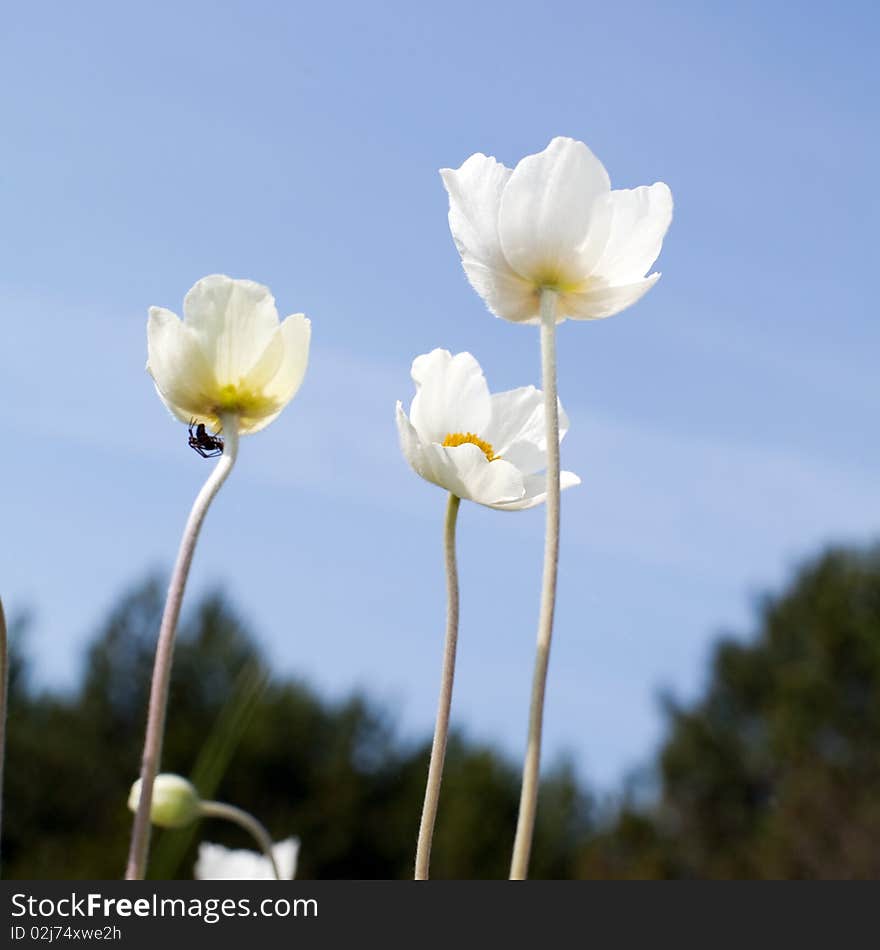 An image of three beautiful white flowers. An image of three beautiful white flowers