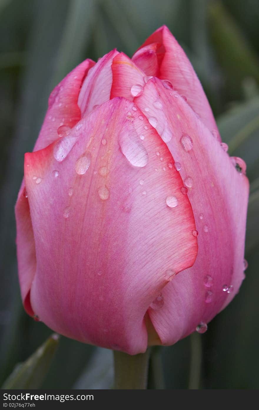 Pink Tulip