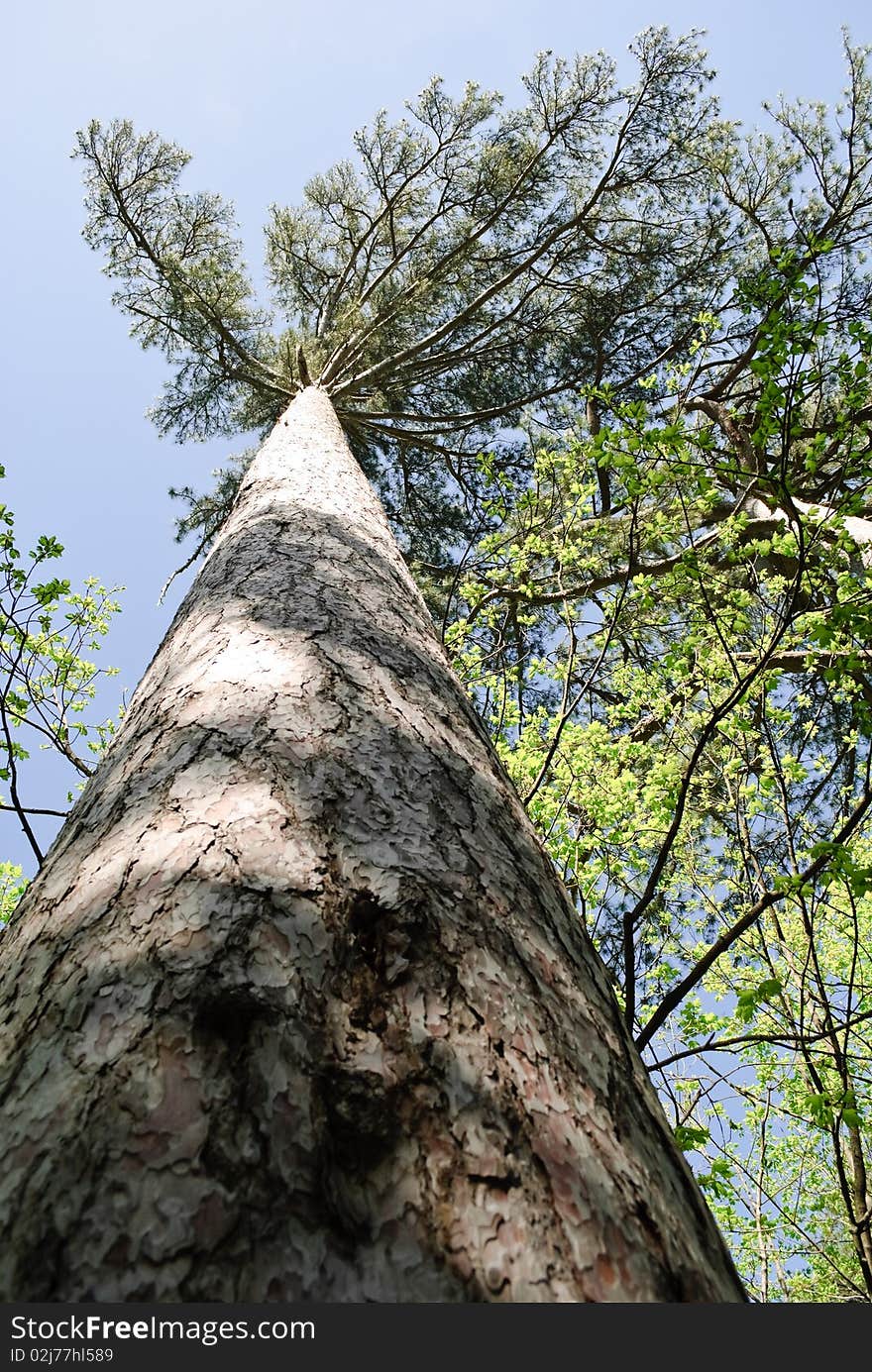 Trunk of tall slim pine tree in the blue sky