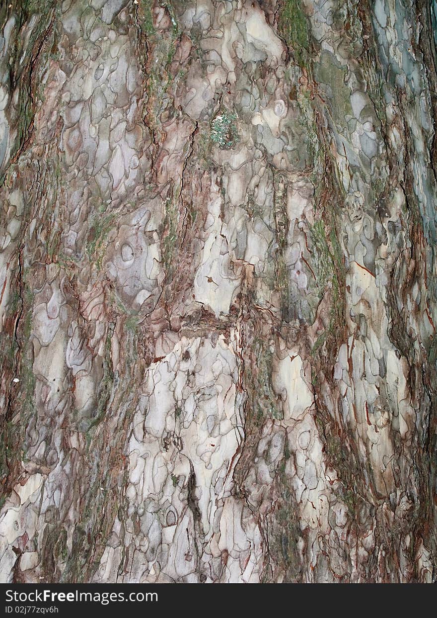 Layered brown bark of the old pine tree. Layered brown bark of the old pine tree