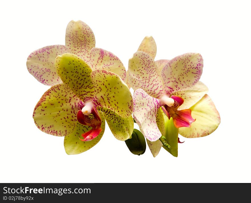 Fresh green orchid petals with white background. Fresh green orchid petals with white background