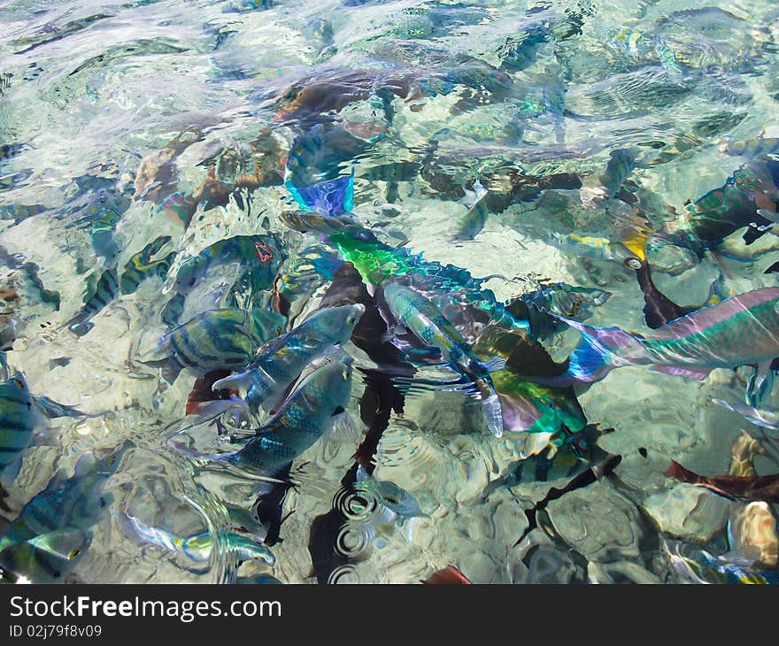 Colorful fish in sea