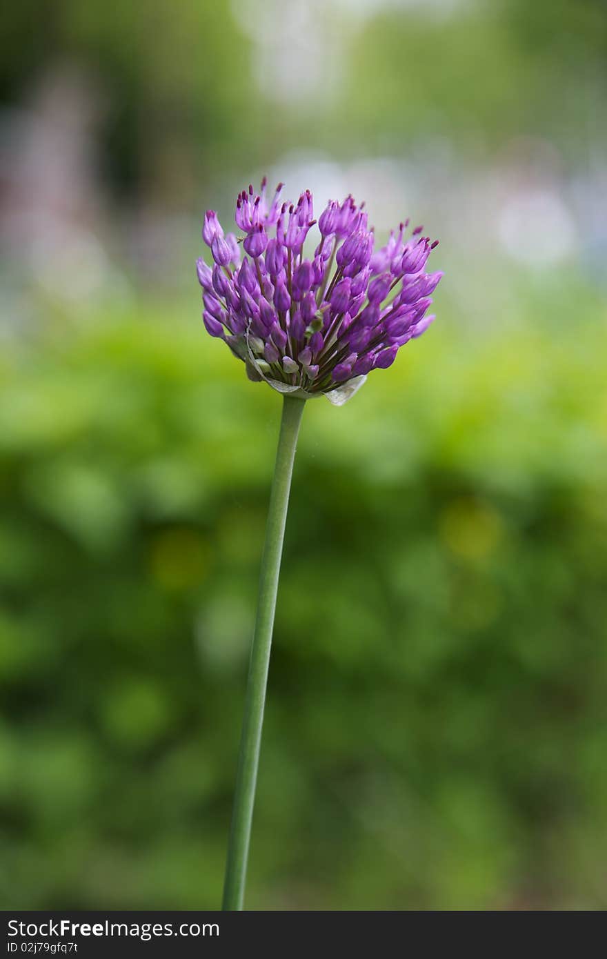 Close-up of a Flower with blurred background. Close-up of a Flower with blurred background