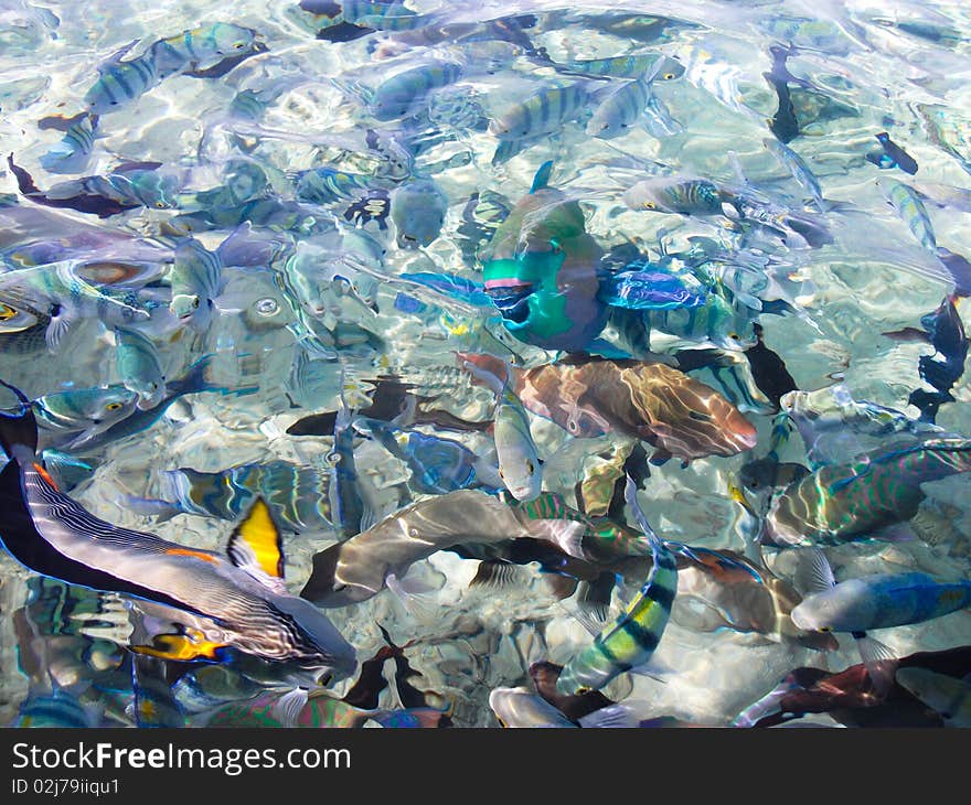 Colorful fish swim in the sea. Colorful fish swim in the sea