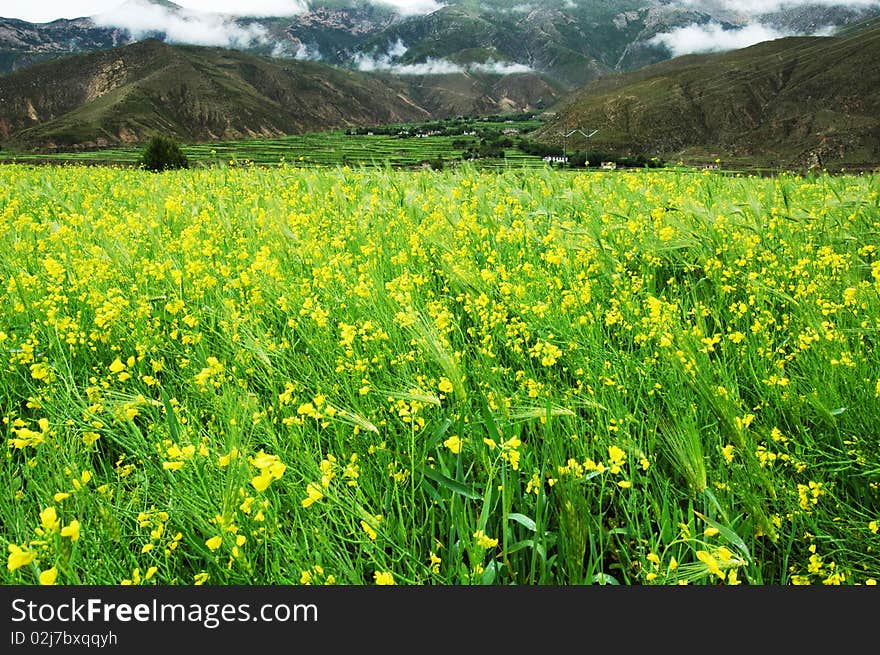 Mountain Farm