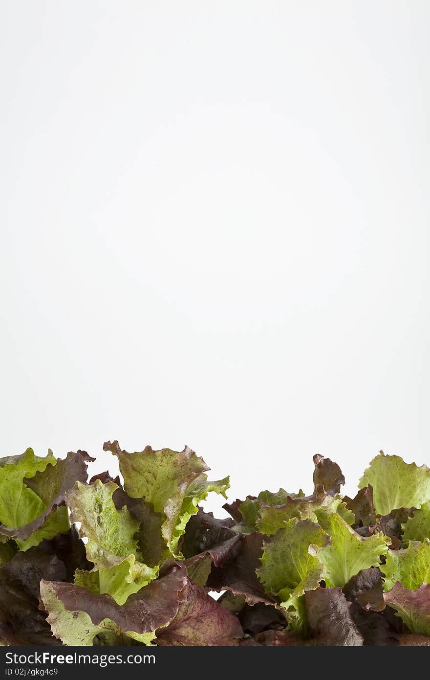 Lettuce leaves growing in a pot on white. Lettuce leaves growing in a pot on white