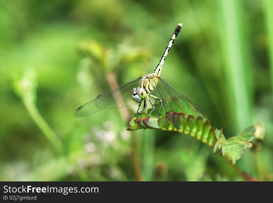 Dragonfly wings for flying animals