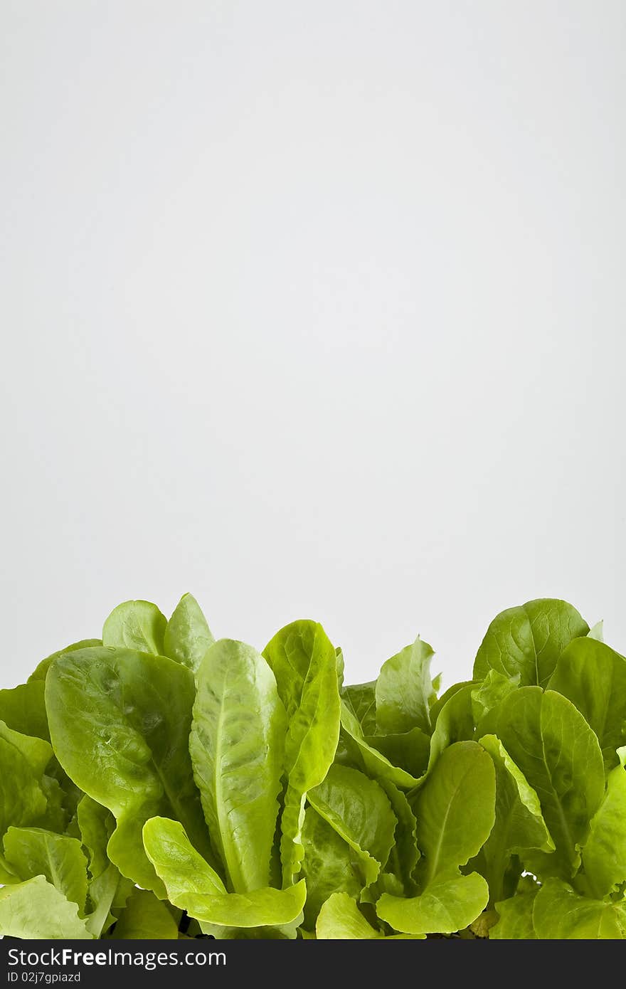 Lettuce leaves growing in a pot on white. Lettuce leaves growing in a pot on white