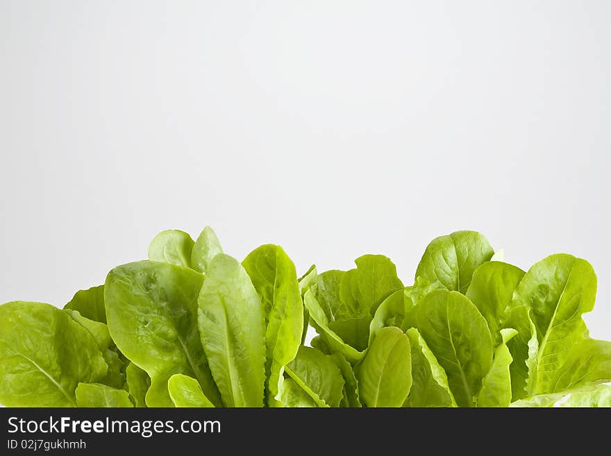 Lettuce leaves growing in a pot on white. Lettuce leaves growing in a pot on white