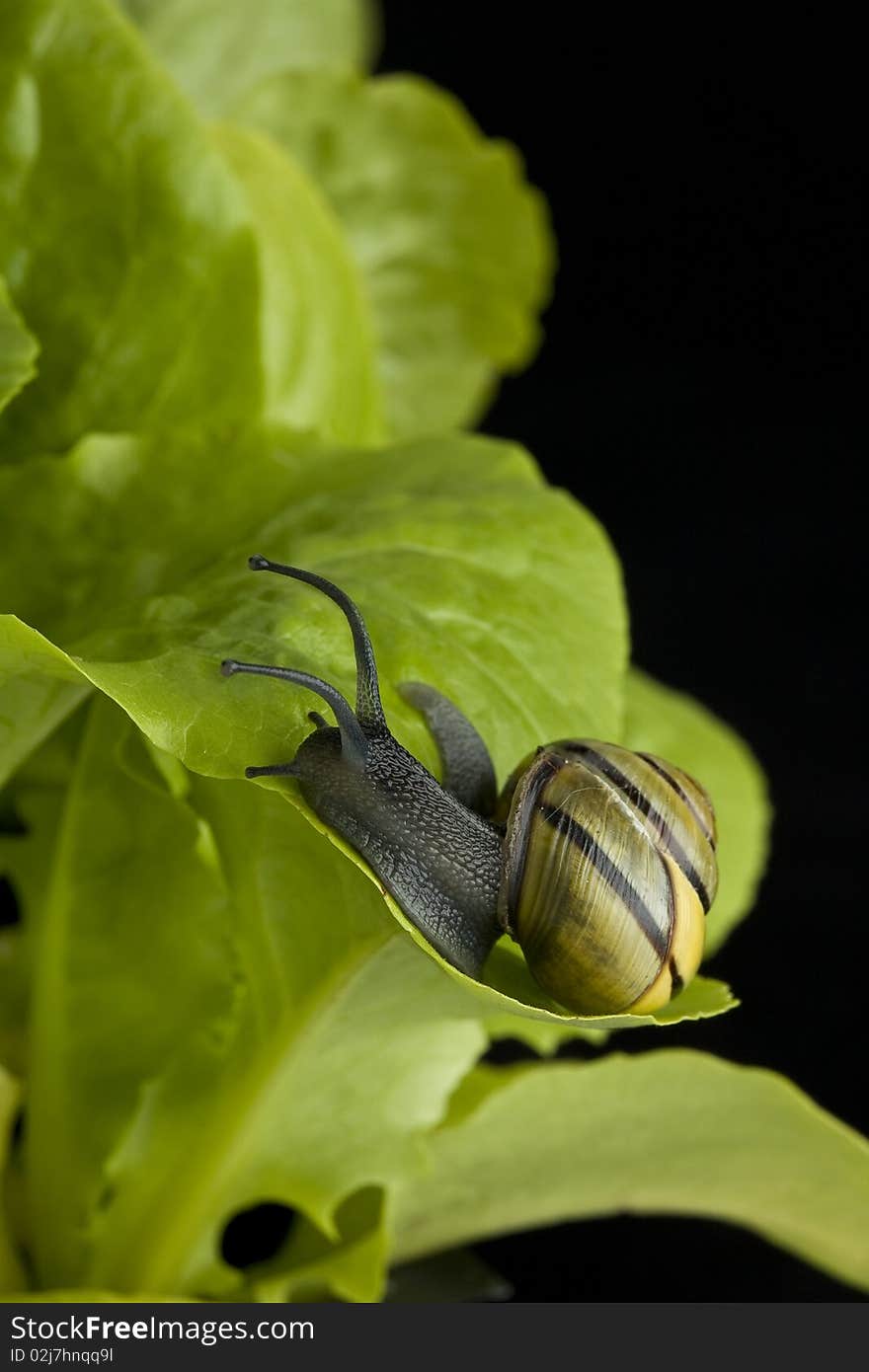 Snail crawing on green leaf on black background. Snail crawing on green leaf on black background