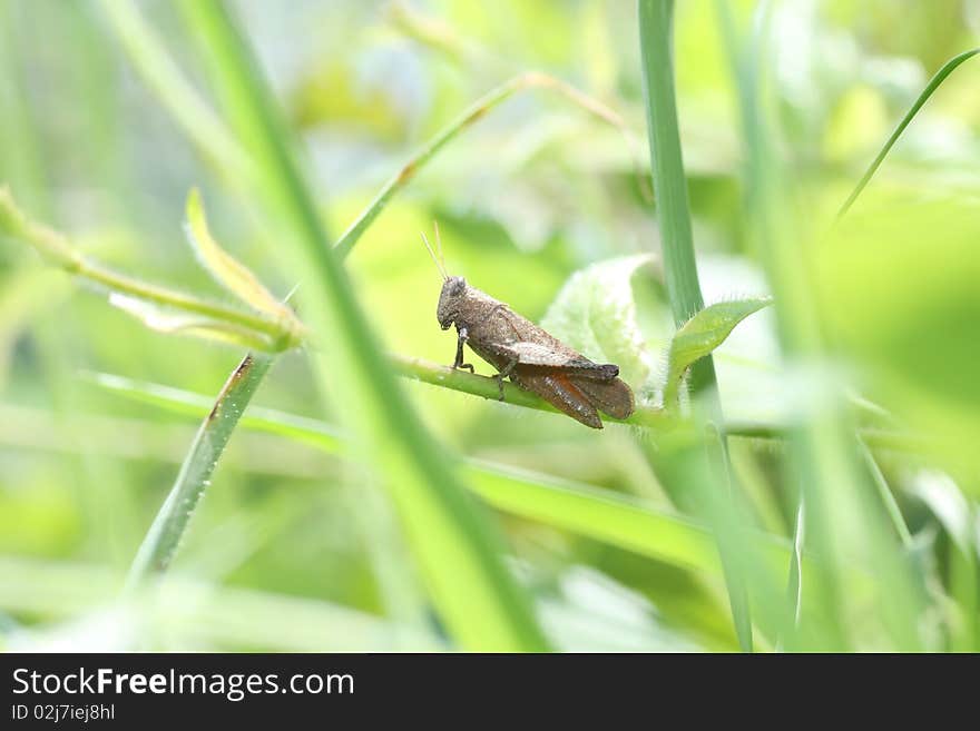 Grasshopper