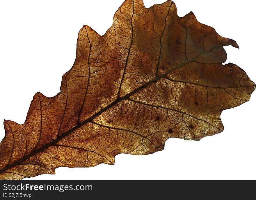 Oak leaf isolated on white background