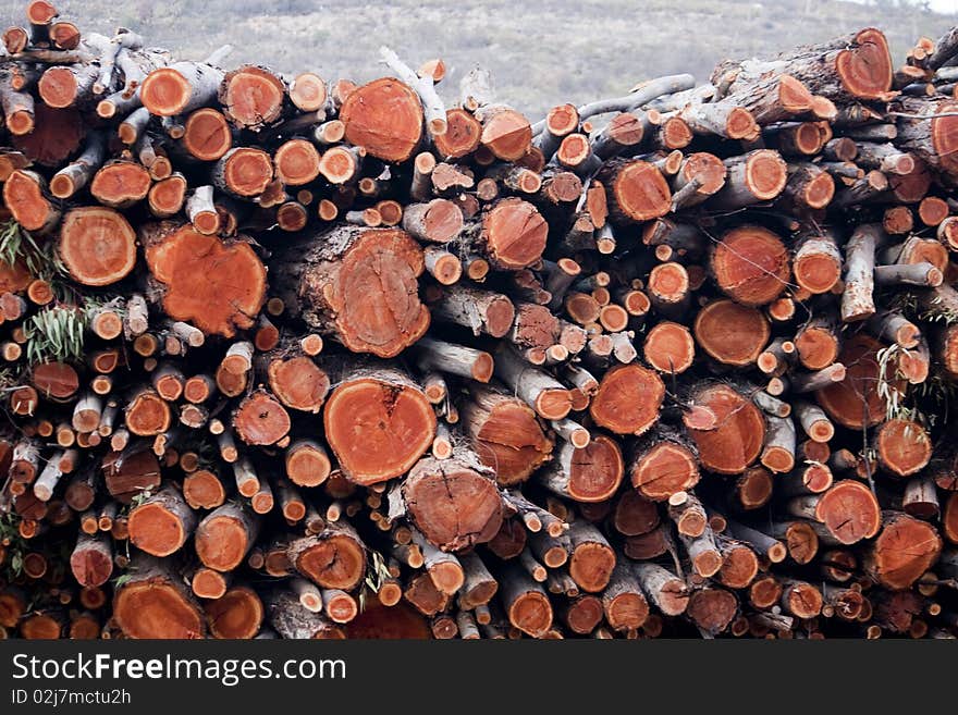 View of a pile of wooden logs, result of the timber industry.