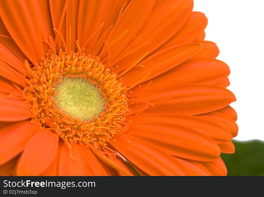 Close up of orange gerbera