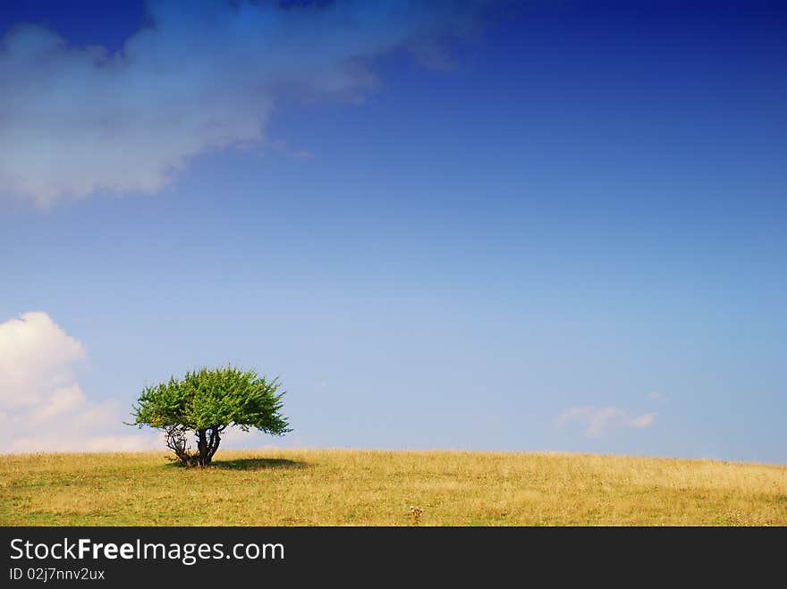 Green meadow field and single tree