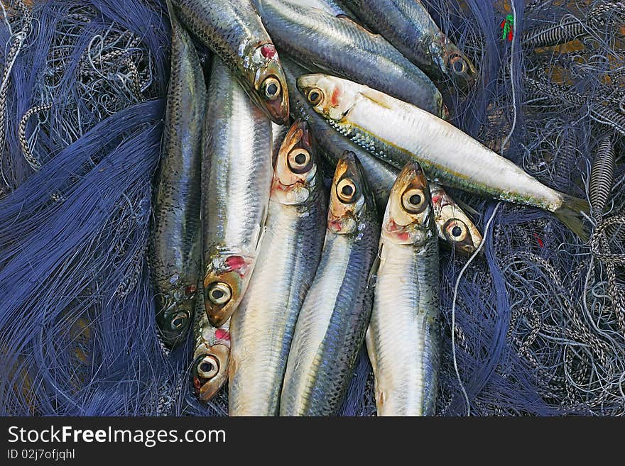 Fresh sardines in a fishing net. Fresh sardines in a fishing net