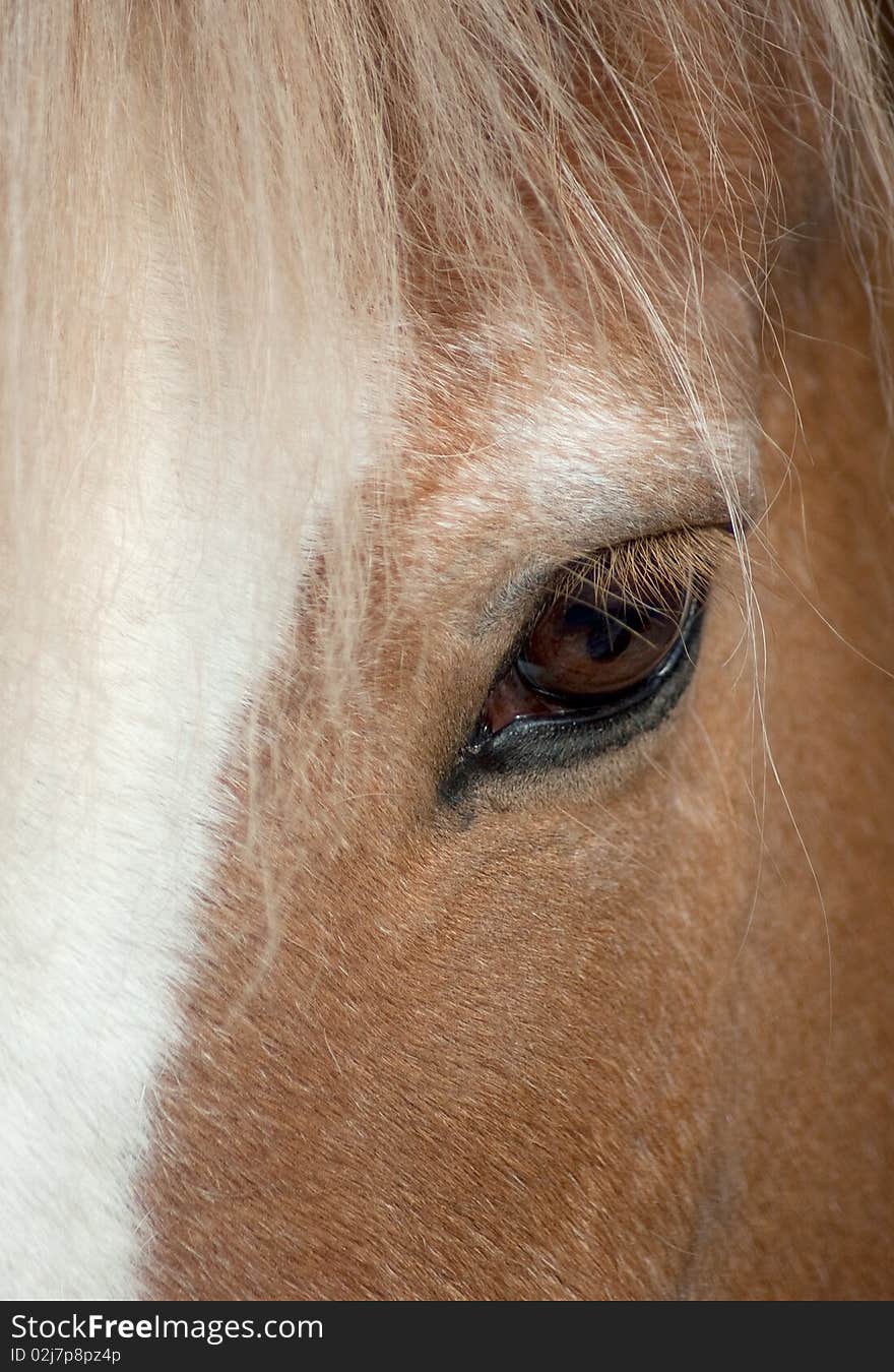 Eye of a brown horse