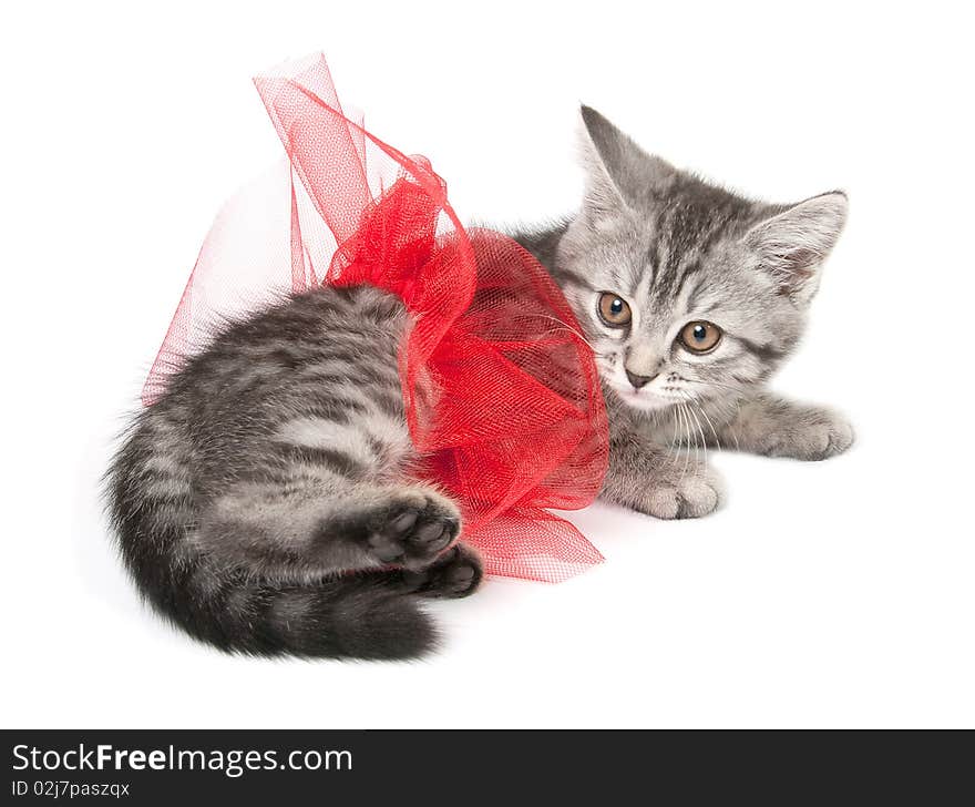 Isolated grey kitten with funny red skirt