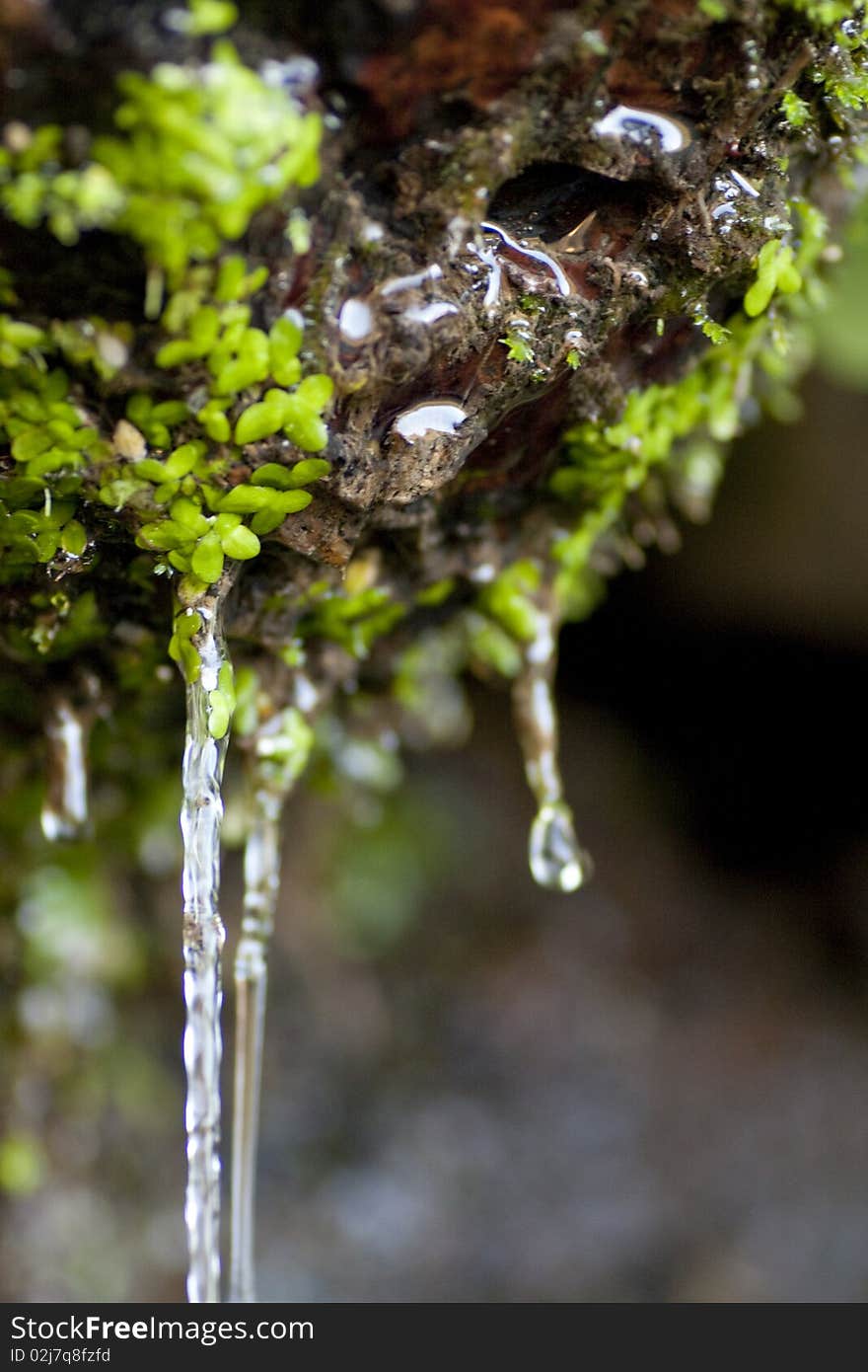 Close view of a fountain pouring water, filled with small green plants attached. Close view of a fountain pouring water, filled with small green plants attached.