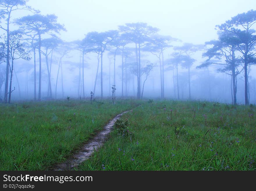 Pine Forest In The Morning