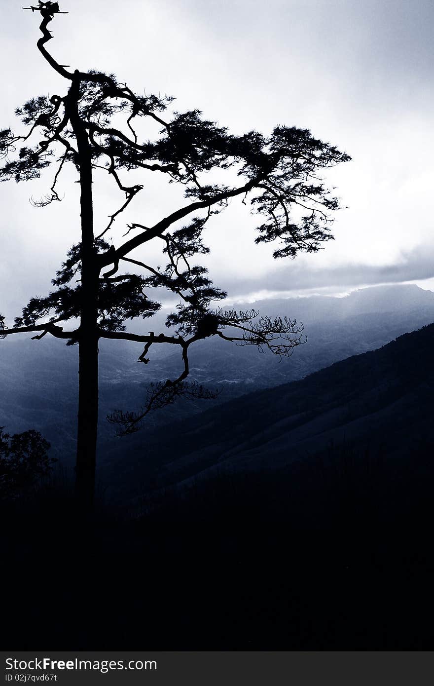 Pine Forest in the Morning