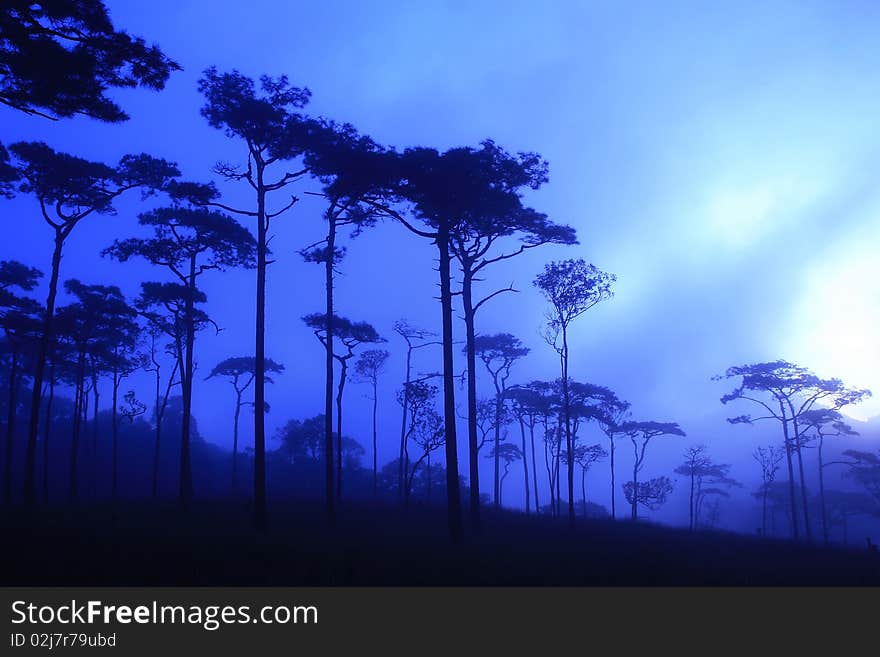 Pine Forest In The Morning