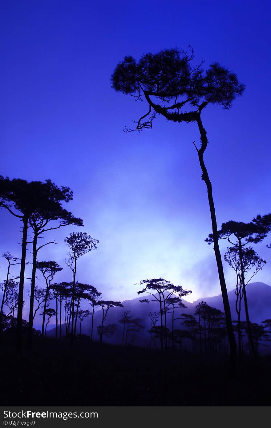 Pine Forest in the Morning