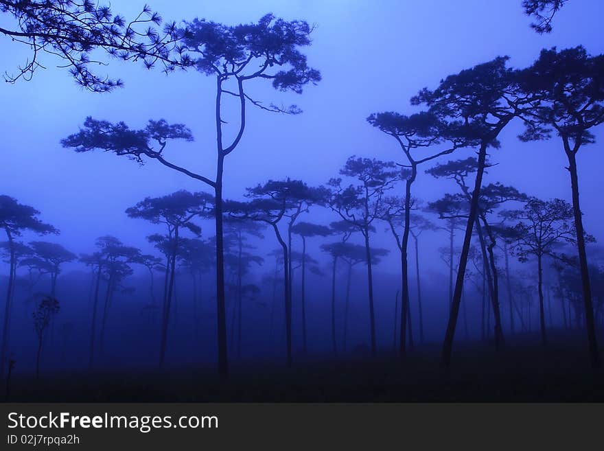 Pine Forest in the Morning