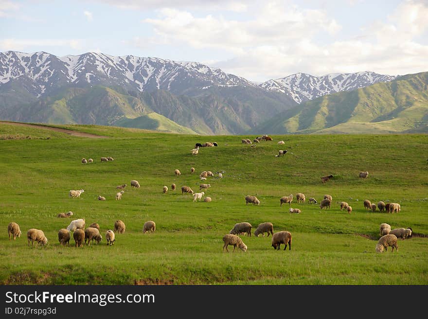 Herd Of Sheep In Mountains