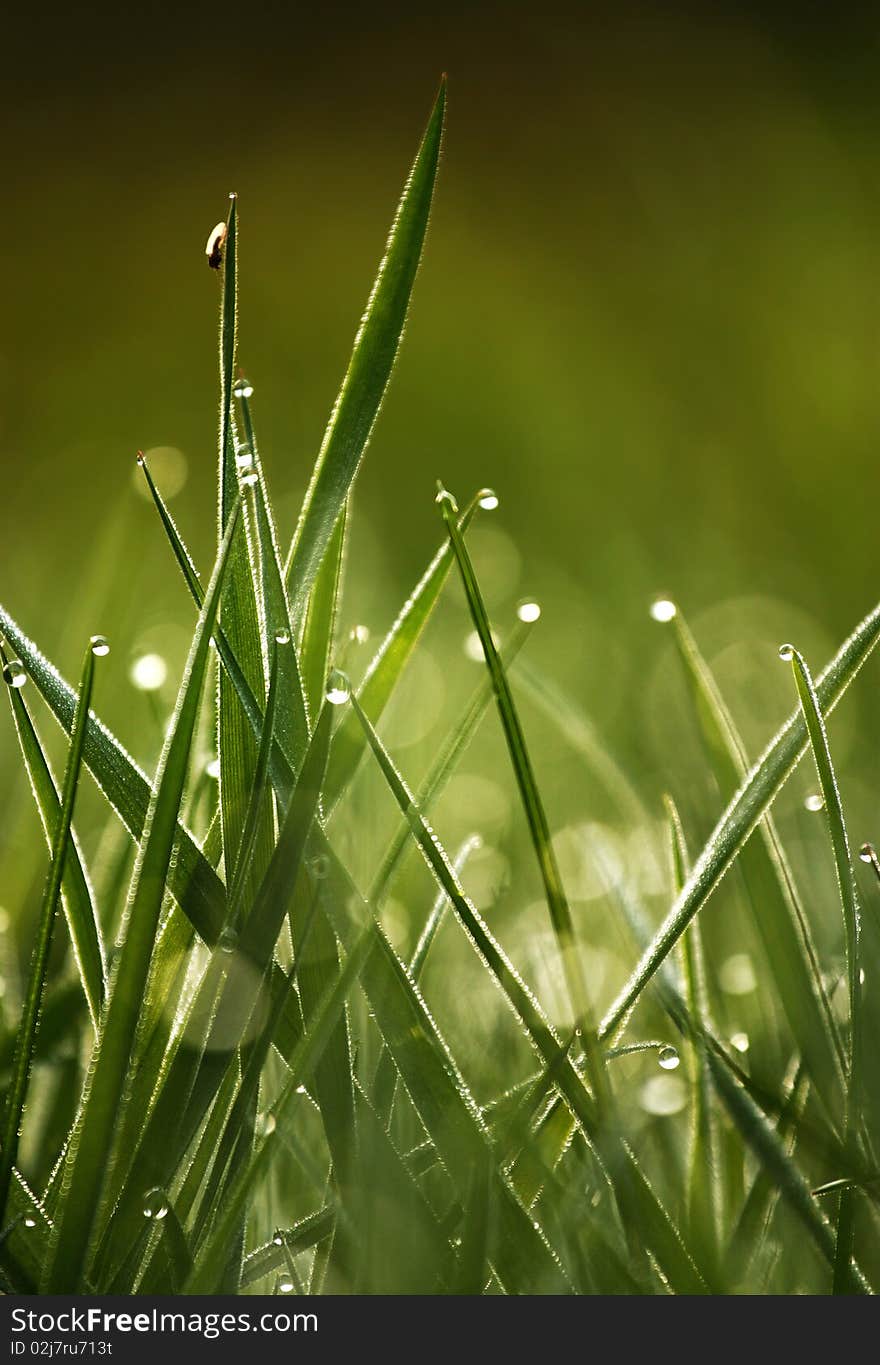 Green grass with drops in the morning light