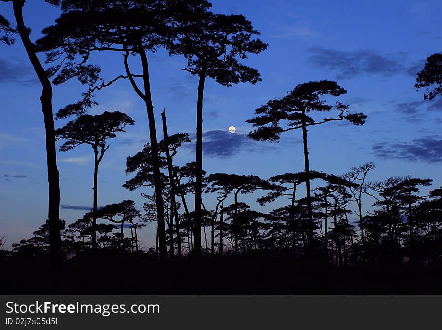 Pine Forest In The Morning