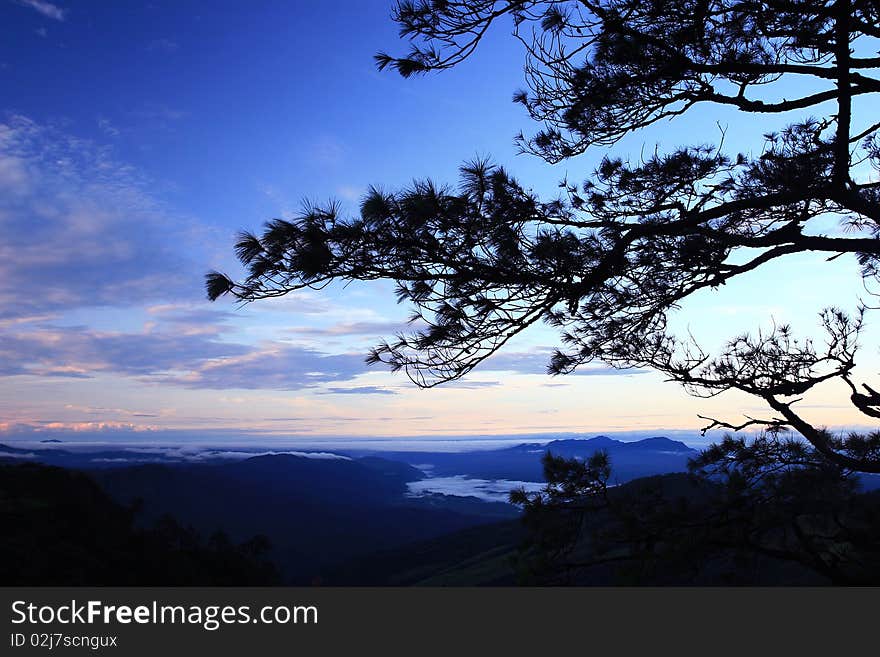 Pine Forest in the Morning