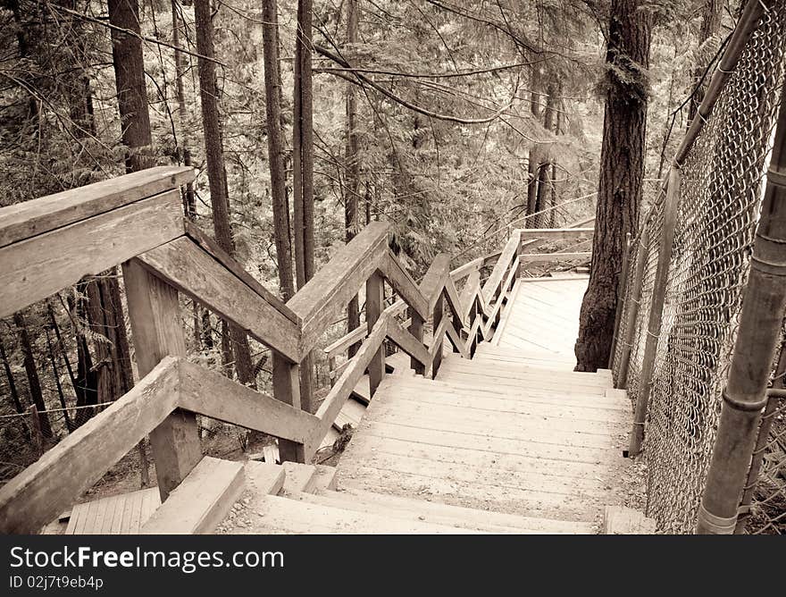 Old staircase in the forest