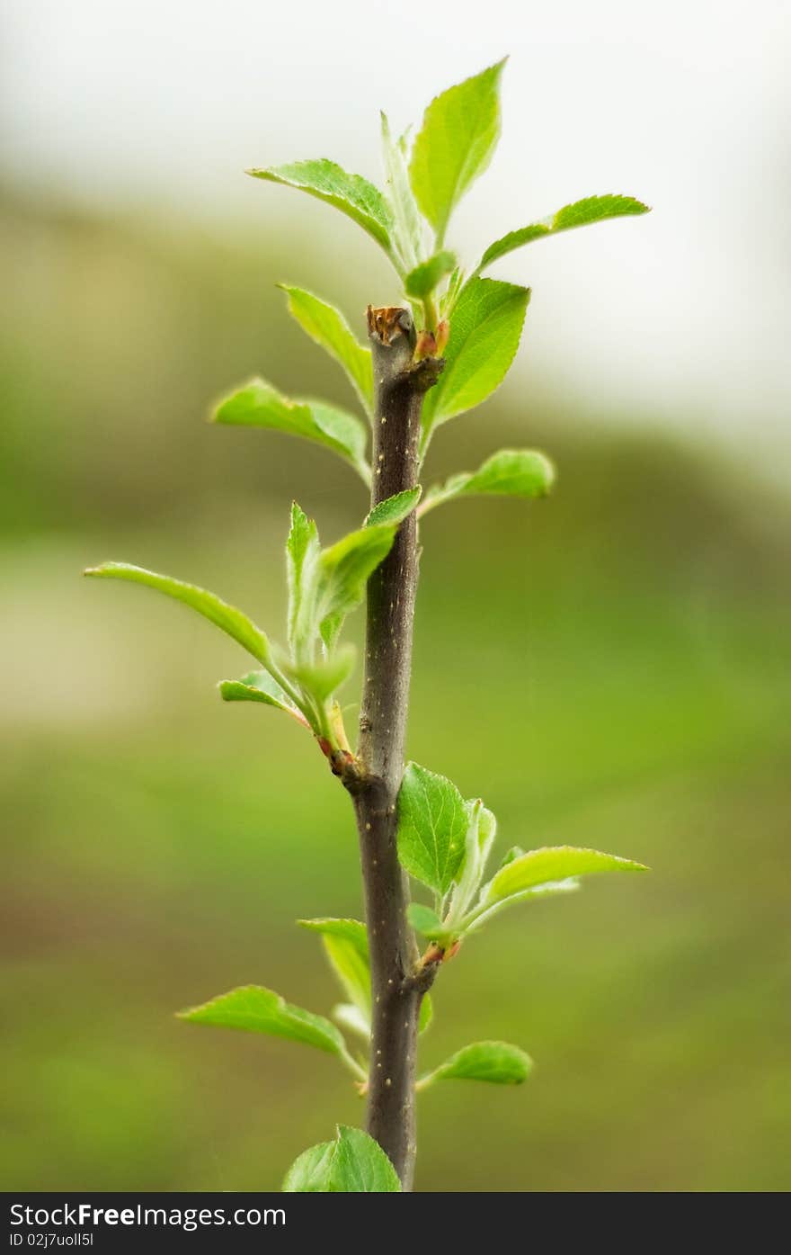 Young garden