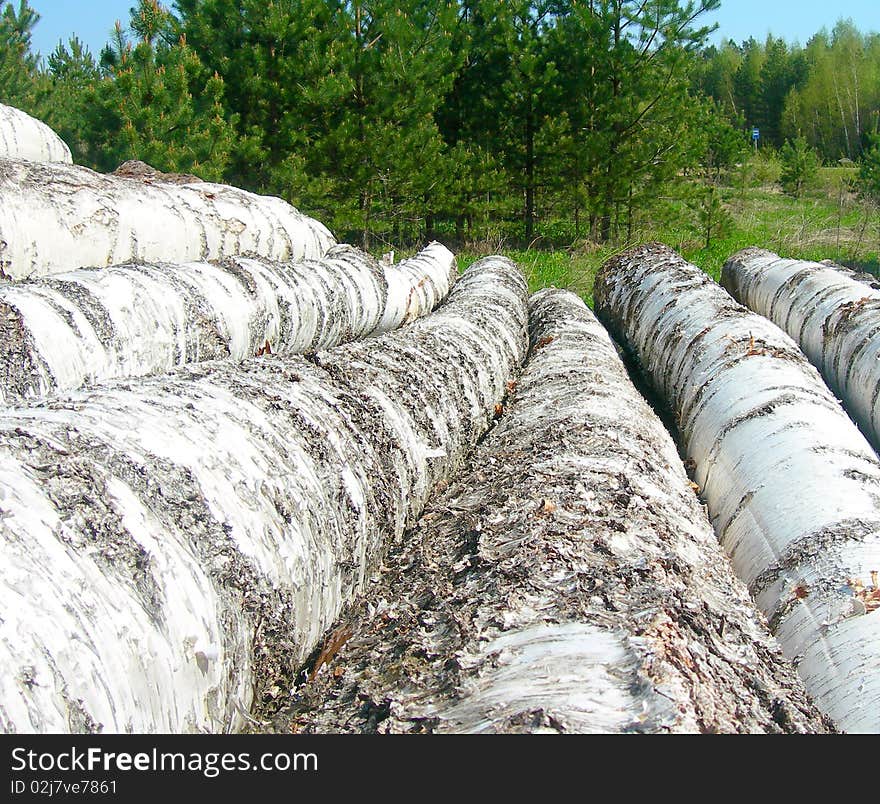 Birch logs on a sawmill.