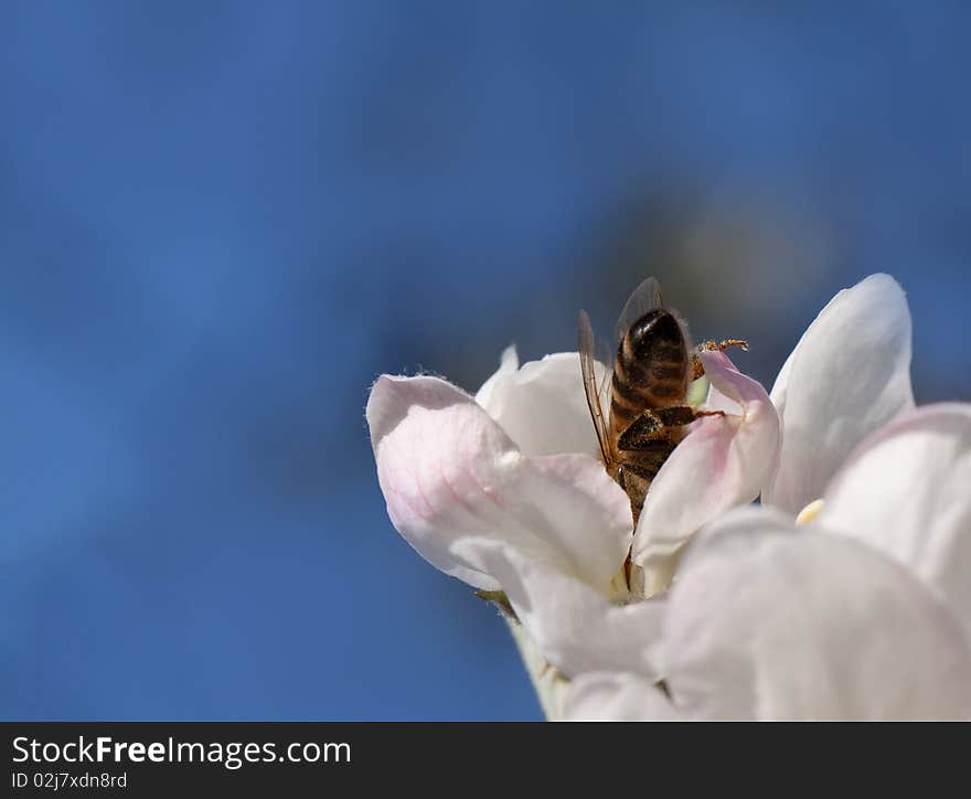 Apple blossom and bee inside