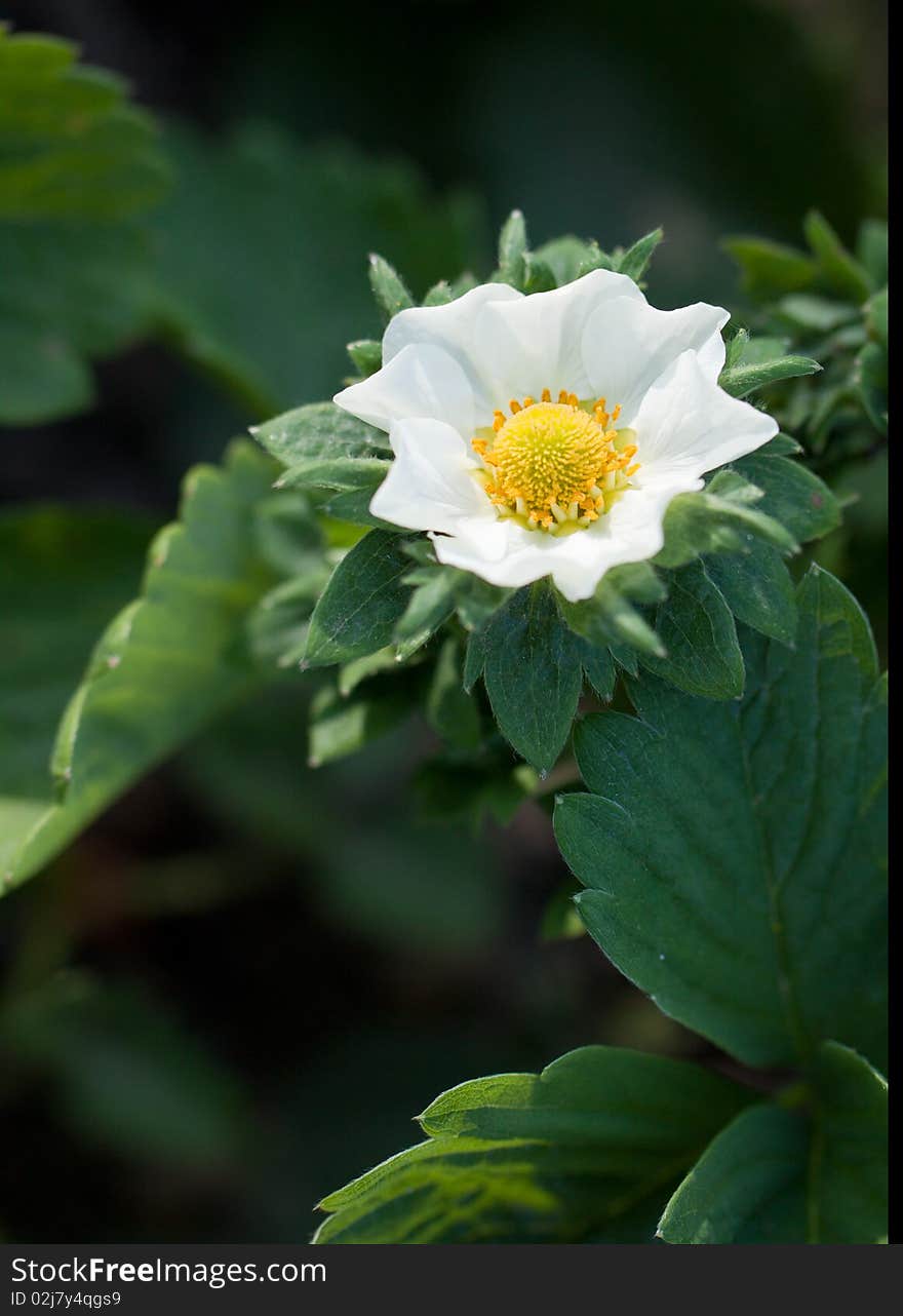 White strawberry blossom with leaves