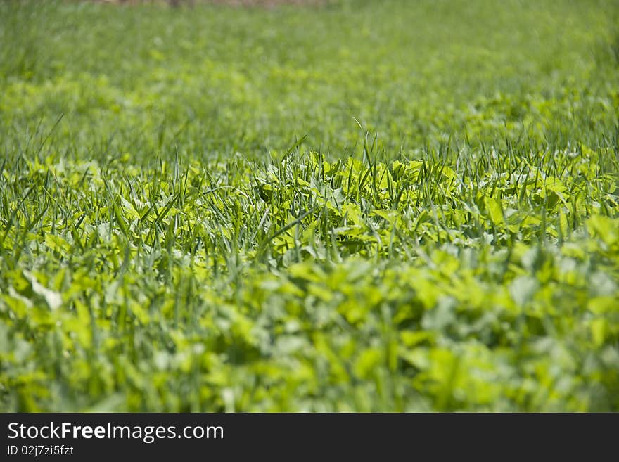 Field Of Grass