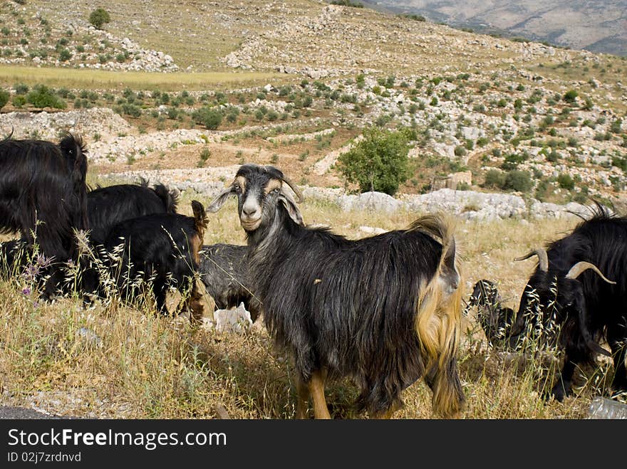 A herd of goats with one of them looking into the camera