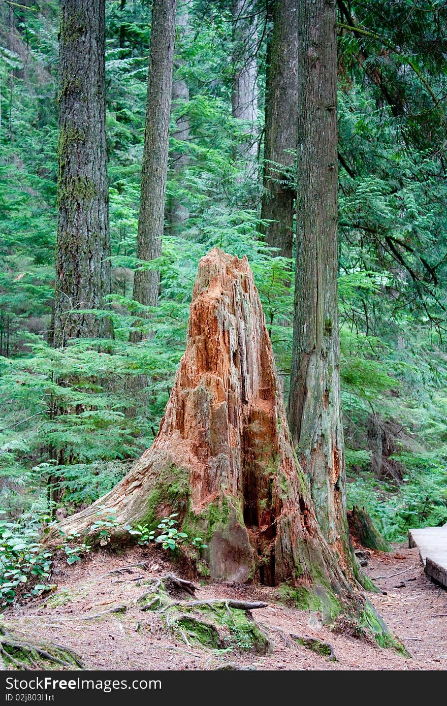 Old stub in the forest.