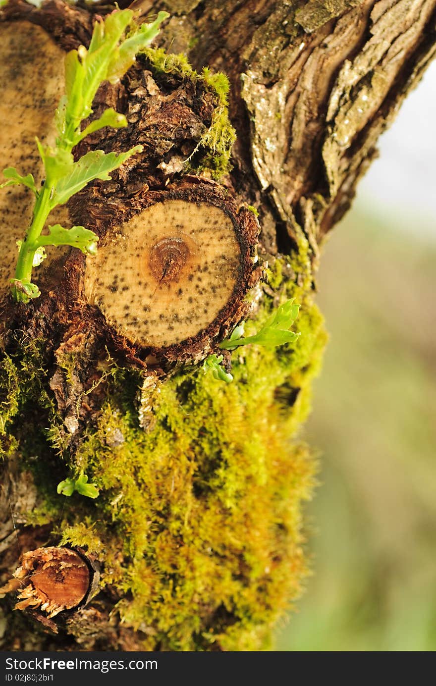 Close up tree bark with moss. New life. Shallow DOF. Close up tree bark with moss. New life. Shallow DOF