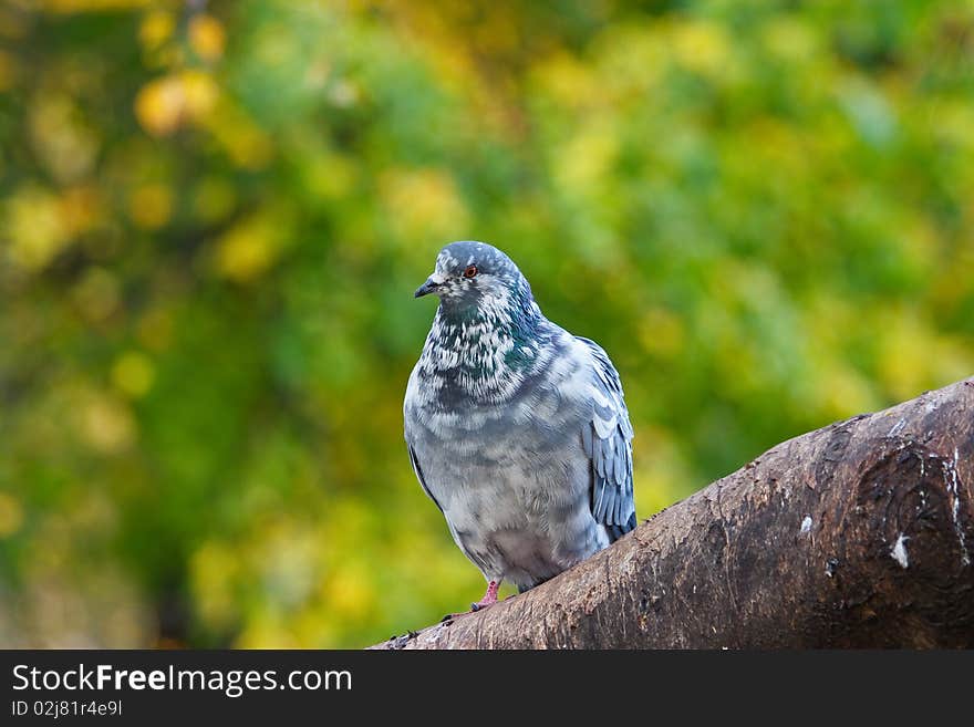 Pigeon On The Tree