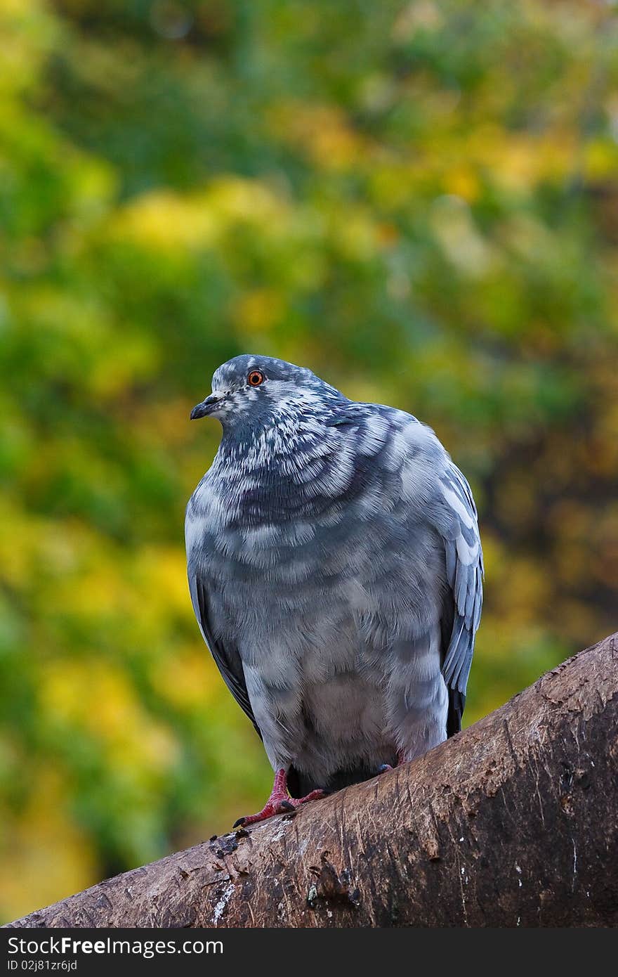 Pigeon On The Tree