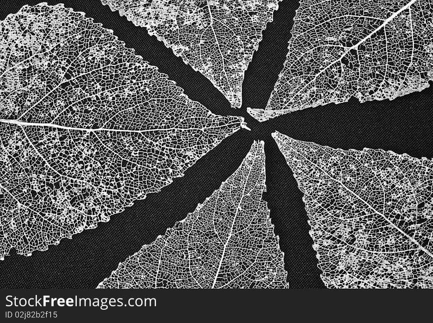 Skeleton leaves