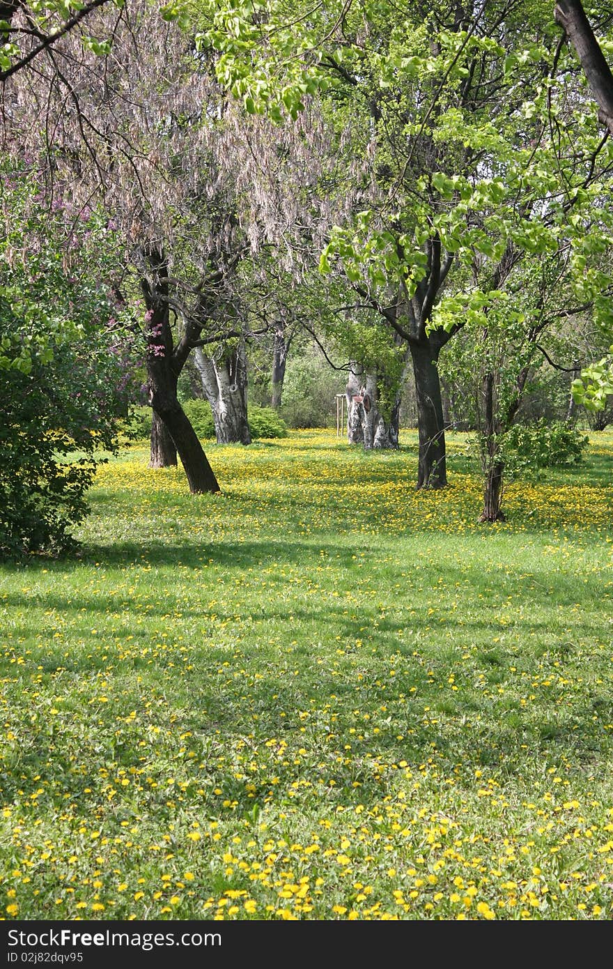 Park with green grass, small flowers and trees. Park with green grass, small flowers and trees.