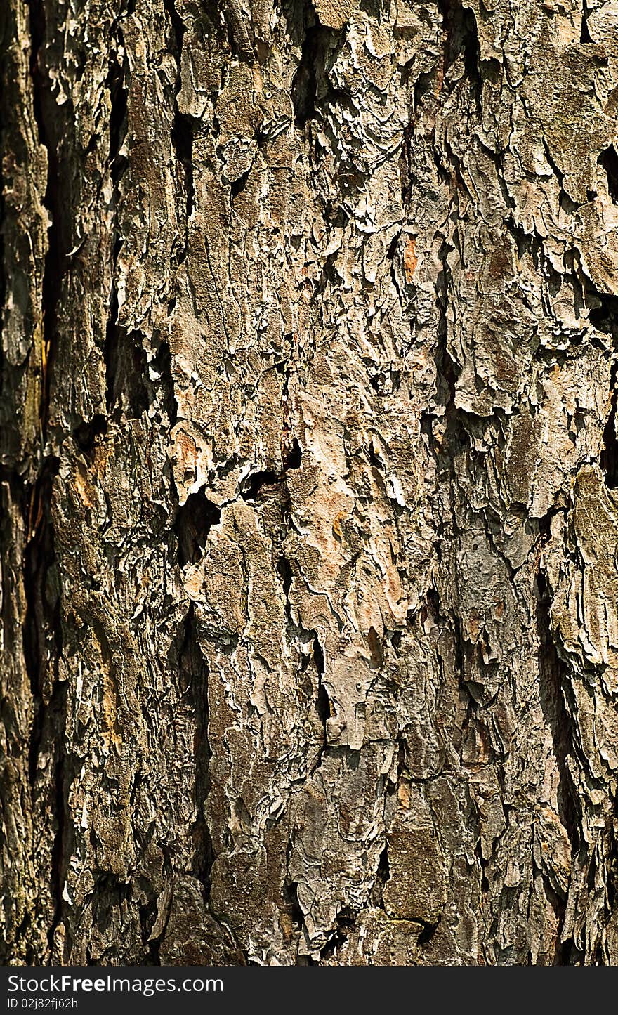 Close-up bark